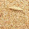пшеница 5 класс в Астрахани