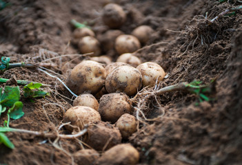 В Астраханской области появится комплекс по выращиванию картофеля и зерновых