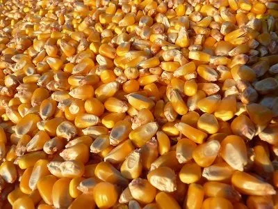 кукуруза - на экспорт ! в Монголии 2