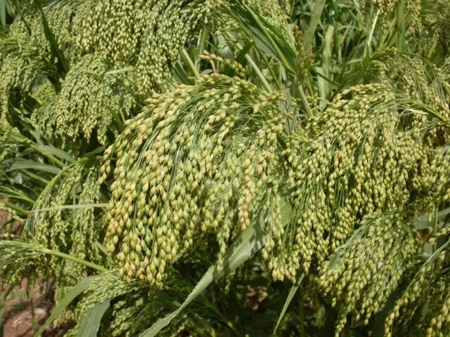 Фотография продукта Суданская трава  черноморка от 35 р