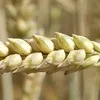 пшеница в Самаре