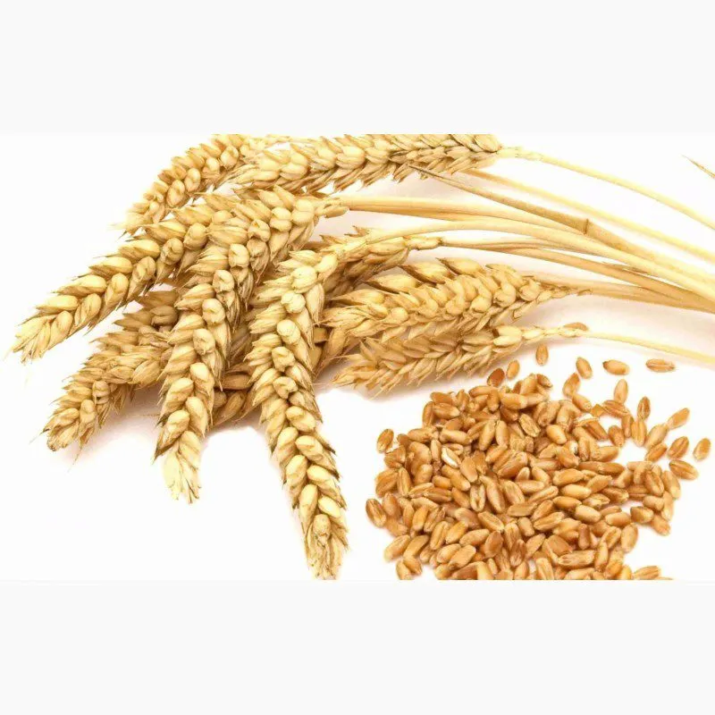 фотография продукта Закупаем пшеницу на экспорт