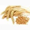 закупаем пшеницу на экспорт в Астрахани