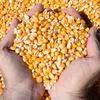 зккупаем кукурузу на экспорт в Астрахани