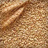 пшеница Фуражная в Астрахани