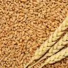 пшеница 3 класс  в Астрахани