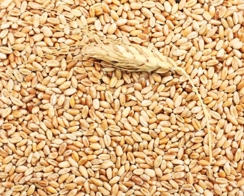 пшеница 5 класс в Астрахани