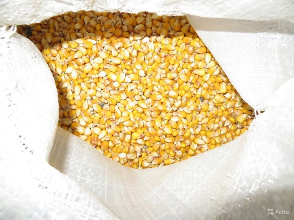 продаю фуражную кукурузу 2019 в Астрахани 2