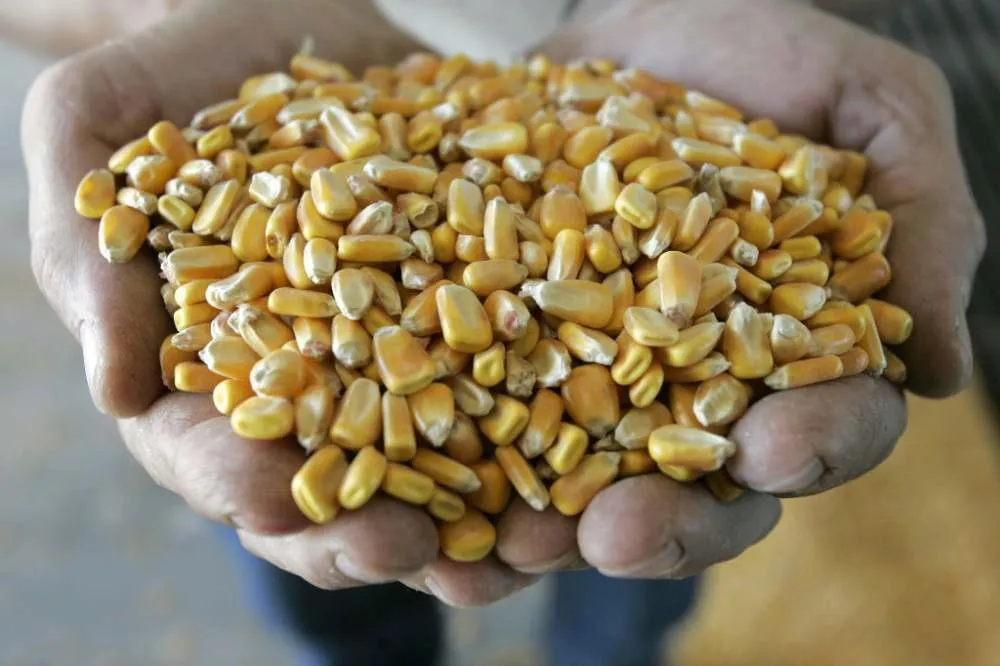 фотография продукта Продаю фуражную кукурузу 2019